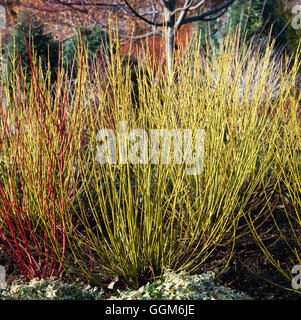 Cornus sericea - `Flaviramea' AGM   TRS003716 Stock Photo